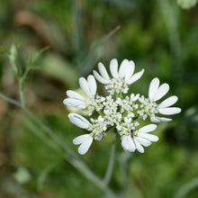 Lade das Bild in den Galerie-Viewer, Strahlen-Breitsame (Orlaya grandiflora)