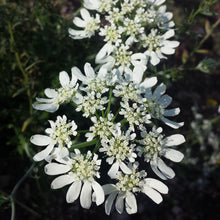 Lade das Bild in den Galerie-Viewer, Strahlen-Breitsame (Orlaya grandiflora)