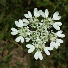 Lade das Bild in den Galerie-Viewer, Strahlen-Breitsame (Orlaya grandiflora)