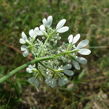 Lade das Bild in den Galerie-Viewer, Strahlen-Breitsame