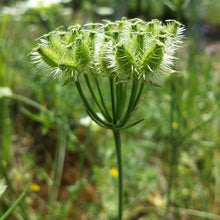 Lade das Bild in den Galerie-Viewer, Strahlen-Breitsame