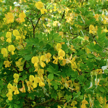 Lade das Bild in den Galerie-Viewer, Strauchkronwicke (Hippocrepis emerus)