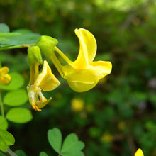 Lade das Bild in den Galerie-Viewer, Strauch-Kronwicke (Hippocrepis emerus)