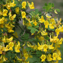 Lade das Bild in den Galerie-Viewer, Strauchkronwicke (Hippocrepis emerus)