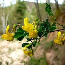 Lade das Bild in den Galerie-Viewer, Strauchkronwicke (Hippocrepis emerus)