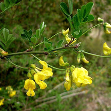 Lade das Bild in den Galerie-Viewer, Strauchkronwicke (Hippocrepis emerus)