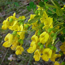 Lade das Bild in den Galerie-Viewer, Strauchkronwicke (Hippocrepis emerus)