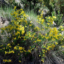 Lade das Bild in den Galerie-Viewer, Strauchkronwicke (Hippocrepis emerus)