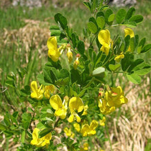 Lade das Bild in den Galerie-Viewer, Strauchkronwicke (Hippocrepis emerus)