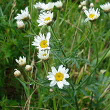 Lade das Bild in den Galerie-Viewer, Straussblütige Margerite (Tanacetum corymbosum)