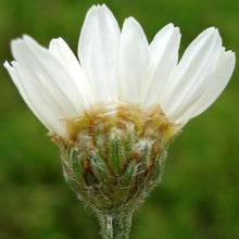 Lade das Bild in den Galerie-Viewer, Straussblütige Margerite (Tanacetum corymbosum)