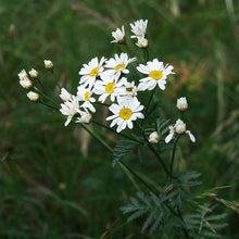 Lade das Bild in den Galerie-Viewer, Straussblütige Margerite (Tanacetum corymbosum)