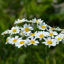 Lade das Bild in den Galerie-Viewer, Straussblütige Margerite (Tanacetum corymbosum)