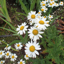 Lade das Bild in den Galerie-Viewer, Straussblütige Margerite (Tanacetum corymbosum)