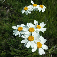 Lade das Bild in den Galerie-Viewer, Straussblütige Margerite (Tanacetum corymbosum)