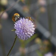 Lade das Bild in den Galerie-Viewer, Teufelsabbiss (Succisa pratensis)