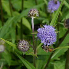 Lade das Bild in den Galerie-Viewer, Teufelsabbiss (Succisa pratensis)