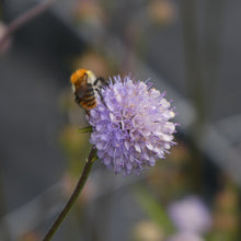 Lade das Bild in den Galerie-Viewer, Teufelsabbiss (Succisa pratensis)