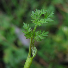 Lade das Bild in den Galerie-Viewer, Sumpf-Haarstrang (Peucedanum palustre)