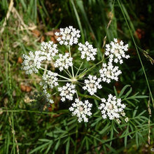 Lade das Bild in den Galerie-Viewer, Sumpf-Haarstrang (Peucedanum palustre)