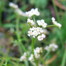 Lade das Bild in den Galerie-Viewer, Sumpf-Haarstrang (Peucedanum palustre)