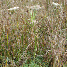 Lade das Bild in den Galerie-Viewer, Sumpf-Haarstrang (Peucedanum palustre)