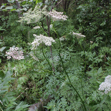 Lade das Bild in den Galerie-Viewer, Sumpf-Haarstrang (Peucedanum palustre)