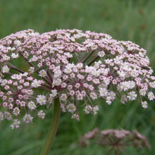 Lade das Bild in den Galerie-Viewer, Sumpf-Haarstrang (Peucedanum palustre)
