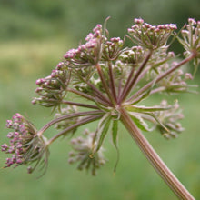 Lade das Bild in den Galerie-Viewer, Sumpf-Haarstrang (Peucedanum palustre)