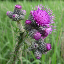 Lade das Bild in den Galerie-Viewer, Sumpf-Kratzdistel (Cirsium palustre)