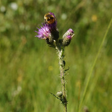 Lade das Bild in den Galerie-Viewer, Sumpf-Kratzdistel (Cirsium palustre)