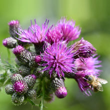 Lade das Bild in den Galerie-Viewer, Sumpf-Kratzdistel (Cirsium palustre)