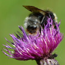 Lade das Bild in den Galerie-Viewer, Sumpf-Kratzdistel (Cirsium palustre)