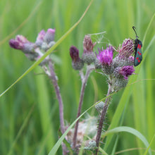 Lade das Bild in den Galerie-Viewer, Sumpf-Kratzdistel (Cirsium palustre)