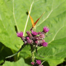 Lade das Bild in den Galerie-Viewer, Sumpf-Kratzdistel (Cirsium palustre)