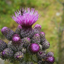 Lade das Bild in den Galerie-Viewer, Sumpf-Kratzdistel (Cirsium palustre)
