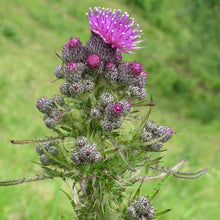 Lade das Bild in den Galerie-Viewer, Sumpf-Kratzdistel (Cirsium palustre)