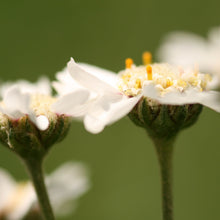 Lade das Bild in den Galerie-Viewer, Sumpf-Schafgarbe (Achillea ptarmica)