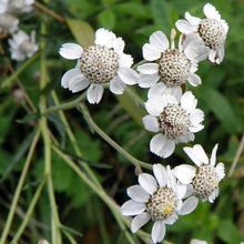 Lade das Bild in den Galerie-Viewer, Sumpf-Schafgarbe (Achillea ptarmica)