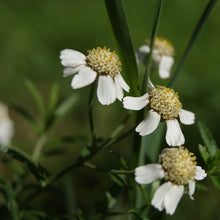 Lade das Bild in den Galerie-Viewer, Sumpf-Schafgarbe (Achillea ptarmica)