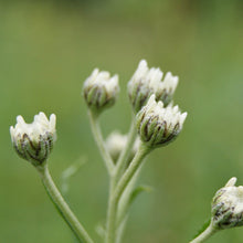 Lade das Bild in den Galerie-Viewer, Sumpf-Schafgarbe (Achillea ptarmica)