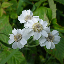 Lade das Bild in den Galerie-Viewer, Sumpf-Schafgarbe (Achillea ptarmica)