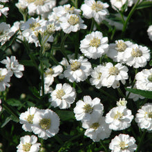 Lade das Bild in den Galerie-Viewer, Sumpf-Schafgarbe (Achillea ptarmica)