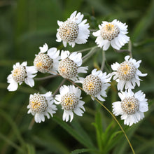Lade das Bild in den Galerie-Viewer, Sumpf-Schafgarbe (Achillea ptarmica)
