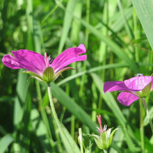 Lade das Bild in den Galerie-Viewer, Sumpf-Storchschnabel (Geranium palustre)