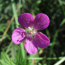 Lade das Bild in den Galerie-Viewer, Sumpf-Storchschnabel (Geranium palustre)