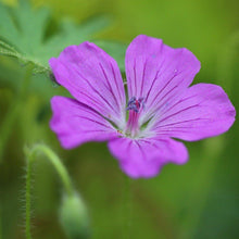 Lade das Bild in den Galerie-Viewer, Sump-Storchschnabel (Geranium palustre)