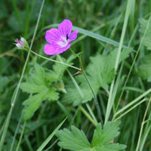 Lade das Bild in den Galerie-Viewer, Sumpf-Storchschnabel - FuturePlanter
