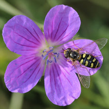 Lade das Bild in den Galerie-Viewer, Sumpf-Storchschnabel (Geranium palustre)