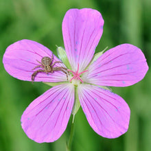 Lade das Bild in den Galerie-Viewer, Sumpf-Storchschnabel (Geranium palustre)
